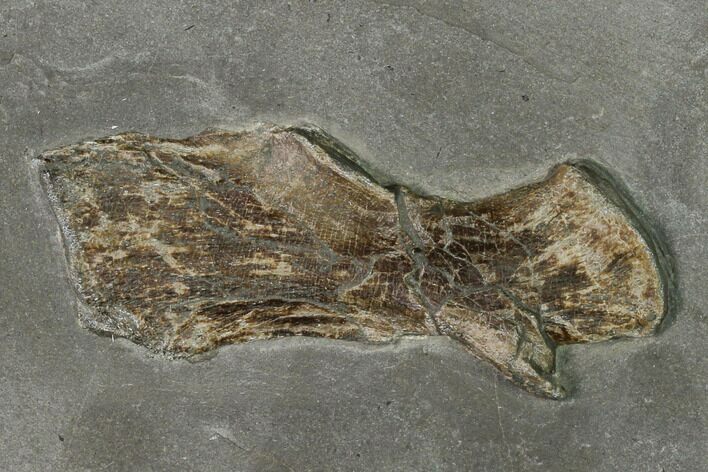 Fossil Ichthyosaur Vertebra Process - Germany #150340